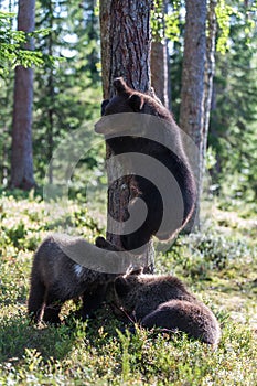 Brown bear cubs in Finland forest