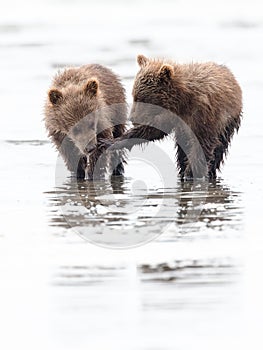 Brown bear cubs interacting