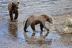 Brown Bear Cubs in Katmai National Park and Preserve