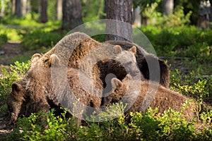 Brown bear cubs meeting in Finnish forest