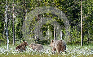Brown Bear Cubs playfully fighting, Family of brown bears in the summer forest, among white flowers. Scientific name: Ursus Arctos