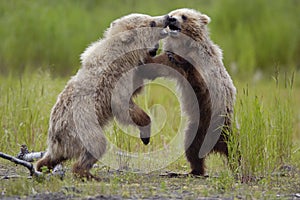 Brown bear cubs playing