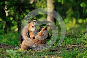 Brown bear cubs playing