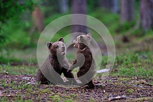Brown Bear cubs playing