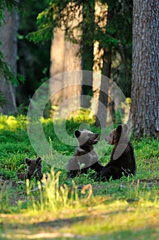 Brown bear cubs playing