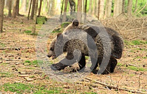 Brown bear cubs playing