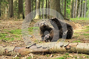 Brown bear cubs playing