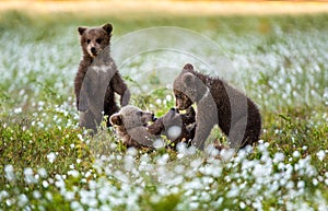 Brown bear cubs playing in the forest. Bear Cub stands on its hind legs.