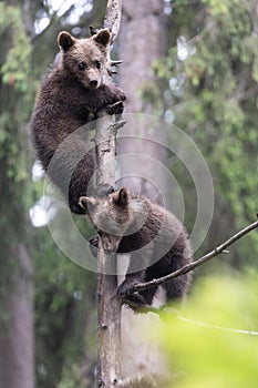 Brown bear cubs playing on a tree