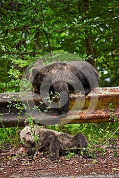 Brown bear cubs playing