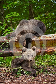 Brown bear cubs playing