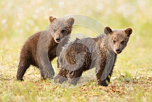 Brown bear cubs standing in a swamp after rain