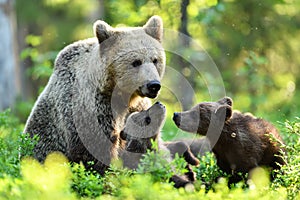 Brown bear with cubs in summer forest