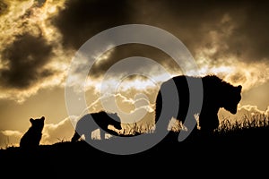 Brown Bear and Cubs in Sunset