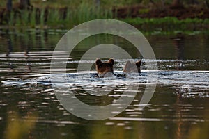 Brown bear cubs swimming in lake in Finland
