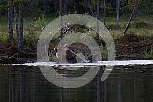 Medvěd hnědý plavání v jezeře ve Finsku
