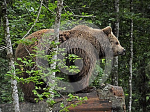 Brown bear in Cumberland Wildlife Park Grünau in Austria