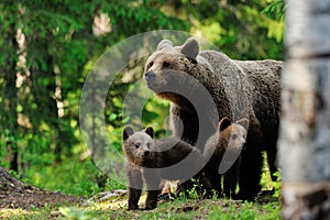 Brown bear with cups in the forest