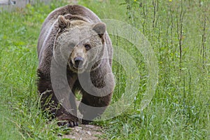 Brown Bear photo