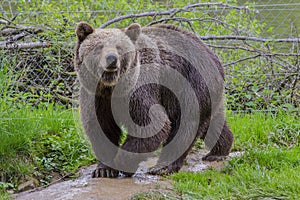 Brown Bear photo