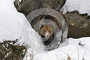 Brown Bear in deep snow