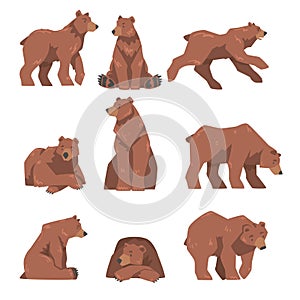 Brown Bear in Different Poses Set, Large Wild Predator Mammal Animal Cartoon Vector Illustration