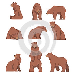 Brown Bear in Different Poses Set, Large Wild Predator Mammal Animal Sitting, Standing and Lying Cartoon Vector