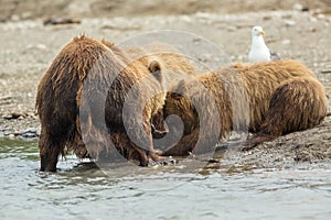 Brown bear divides caught fish with cubs. Kurile Lake. photo