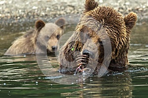 Brown bear does not want to share caught salmon with her cubs. Kurile Lake. photo