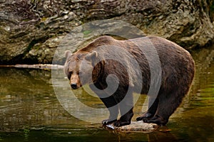 Brown bear drinking water. Brown bear, Ursus arctos, sitting on the stone, near the water pond. Brow bear in the water. Big brown