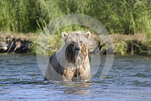 Brown bear with dripping water