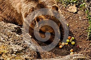 Brown bear eating apples