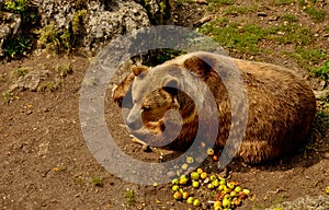 Brown bear eating apples photo