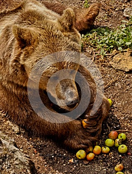 Brown bear eating apples