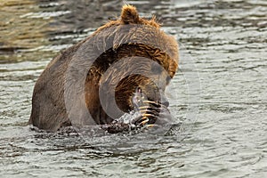 Brown bear eating fish caught in Kurile Lake. photo