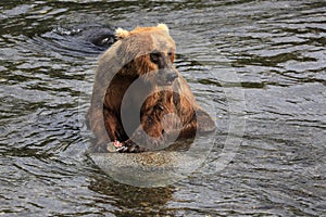 Brown Bear Eating Fish in Katmai National Park and Preserve