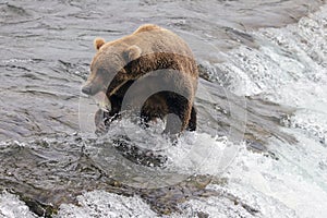 Brown Bear Eating Fish in Katmai National Park and Preserve