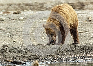 Brown bear eating fish seized from the mother. Kurile Lake. photo