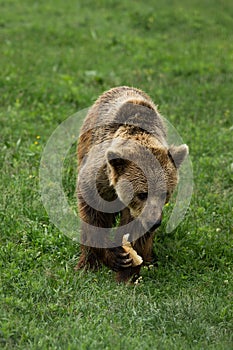 Brown bear eating in the forest