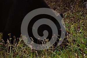 Brown bear eating in the grass