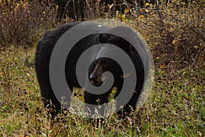 Brown bear eating in the grass