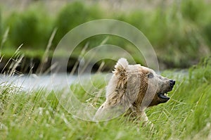 Brown Bear eating grass