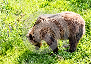 Brown Bear Eating Grass