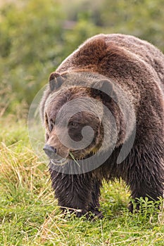 Brown Bear Eating Grass