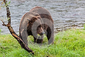 Brown bear eating grass at Brooks Falls