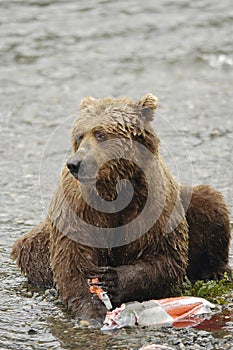 Brown bear eating salmon