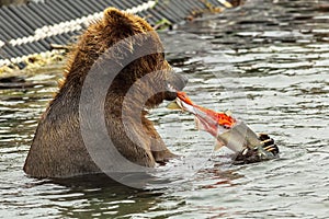 Brown bear eating a salmon caught in Kurile Lake. photo