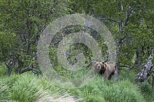 Brown Bear emerging from forest