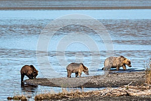 Brown bear family on the beach of Naknek Lake, Katmai National Park, Alaska