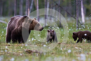 Brown bear family in Finnish field with flowers